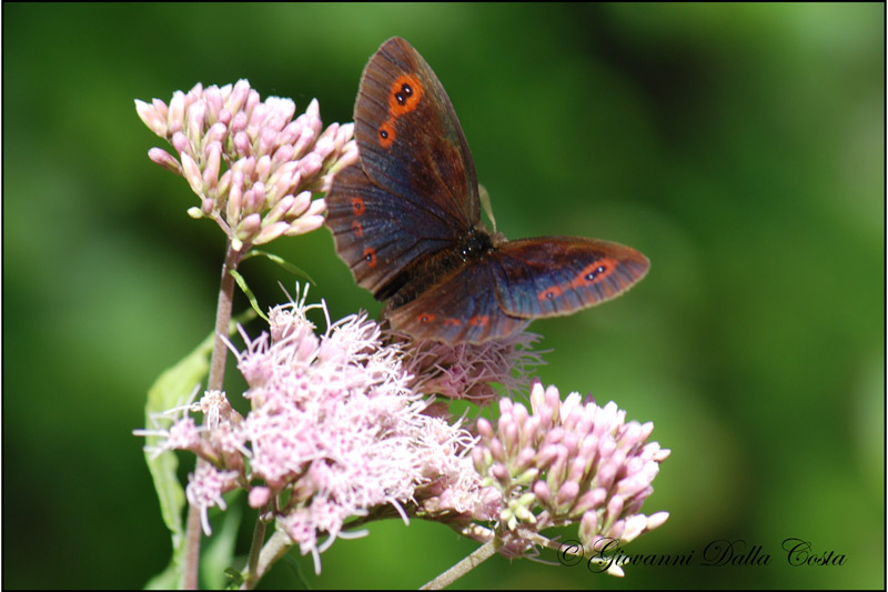 Erebia 6